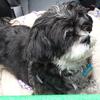 Shannon